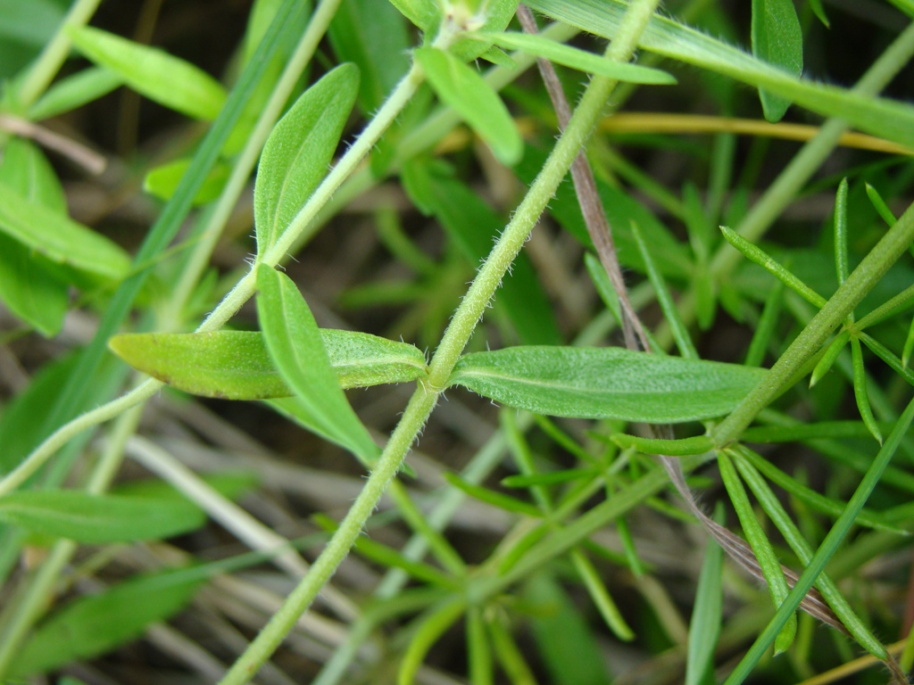 Image of Thymus marschallianus specimen.