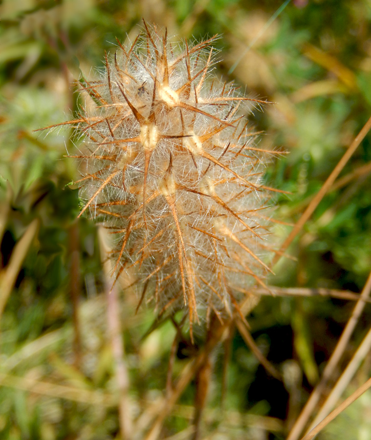 Image of Trifolium angustifolium specimen.