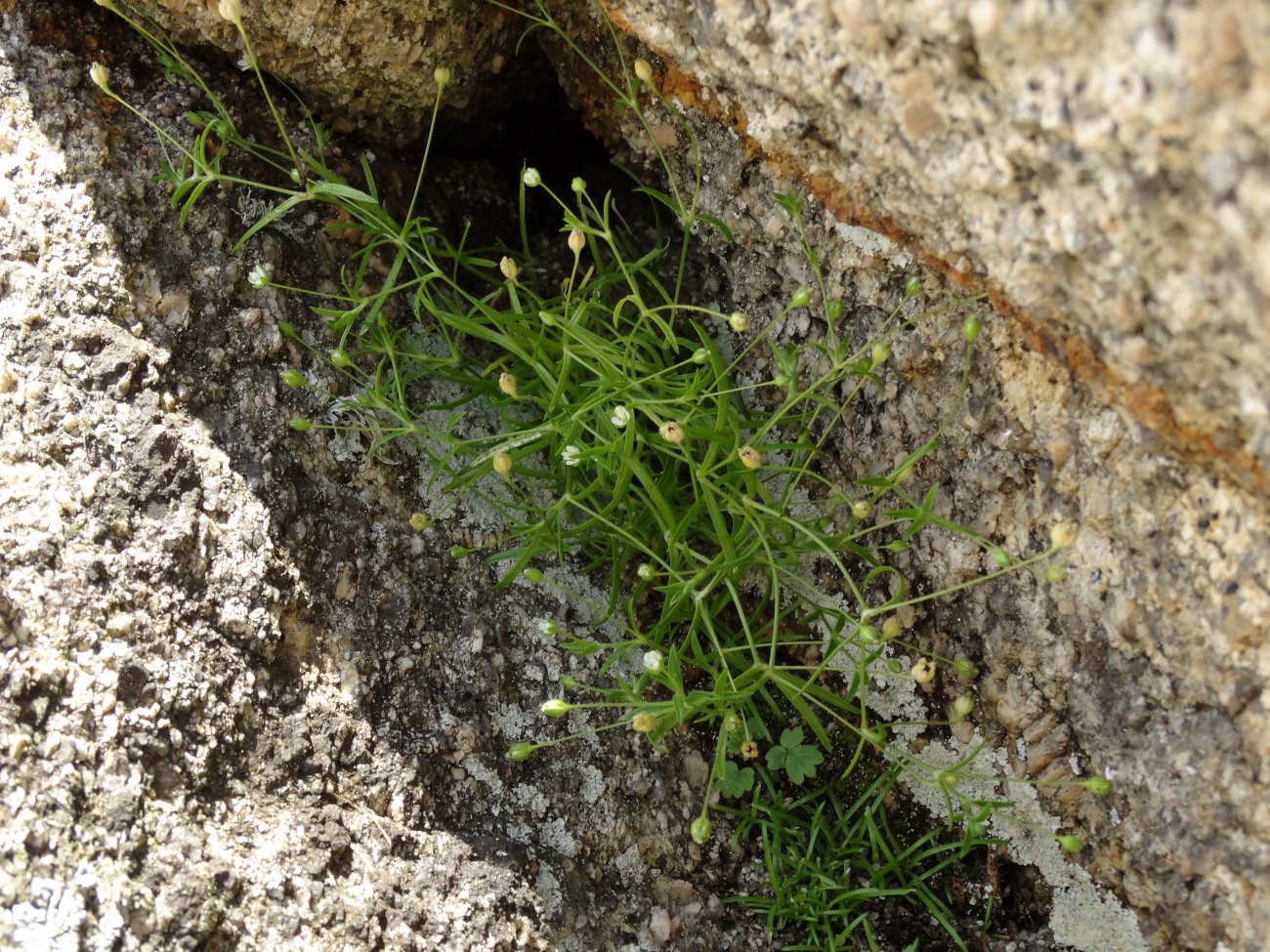 Image of Sagina japonica specimen.