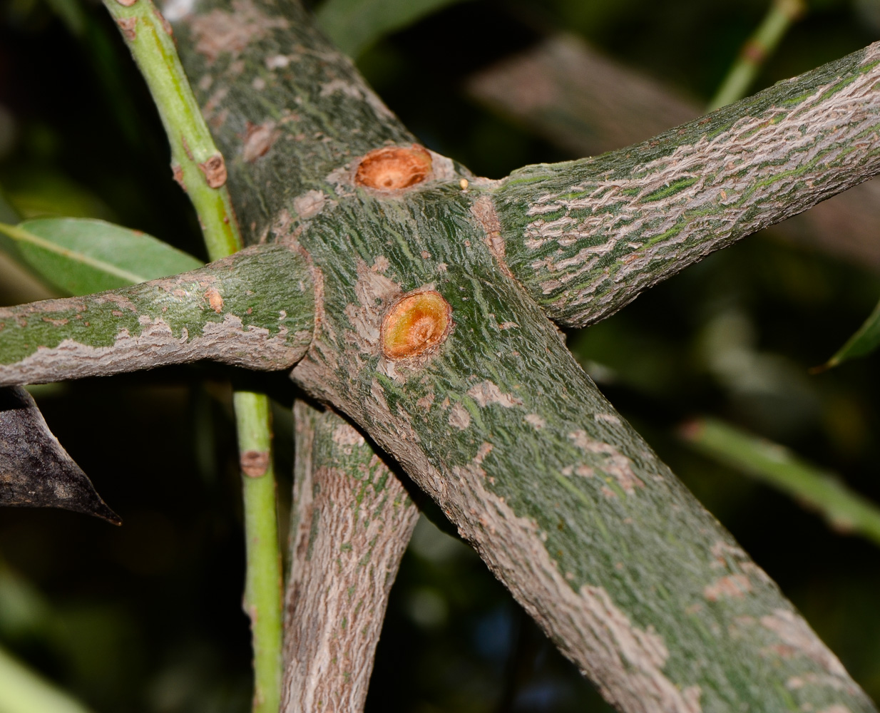 Image of Brachychiton rupestris specimen.