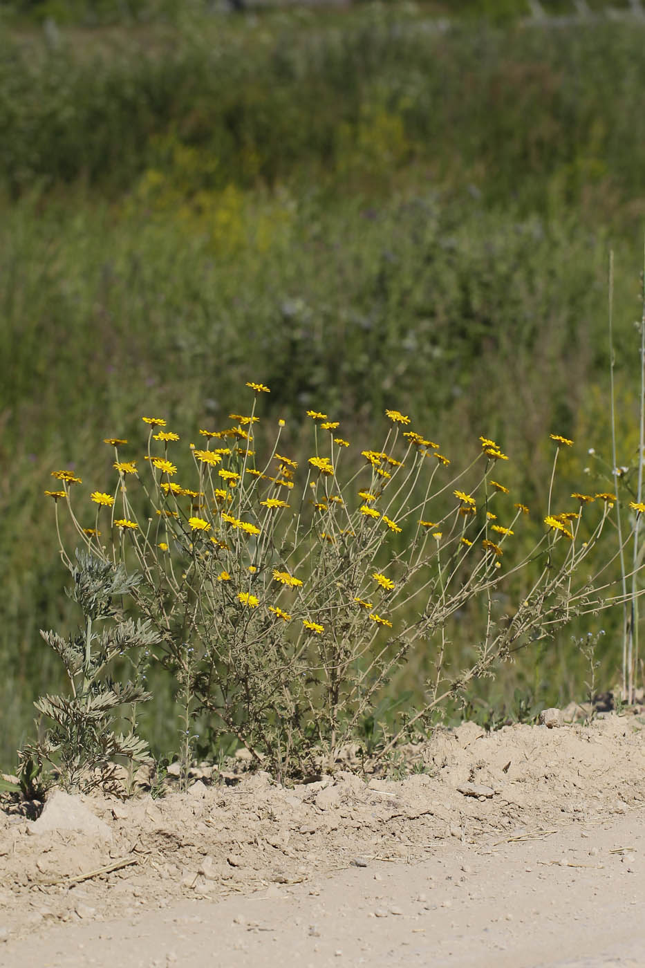 Image of Anthemis tinctoria specimen.