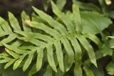 Polypodium cambricum. Вайи. Греция, Пелопоннес, Мессения, влажный лес возле ущелья Фарангаки Перистерия. 29.03.2015.