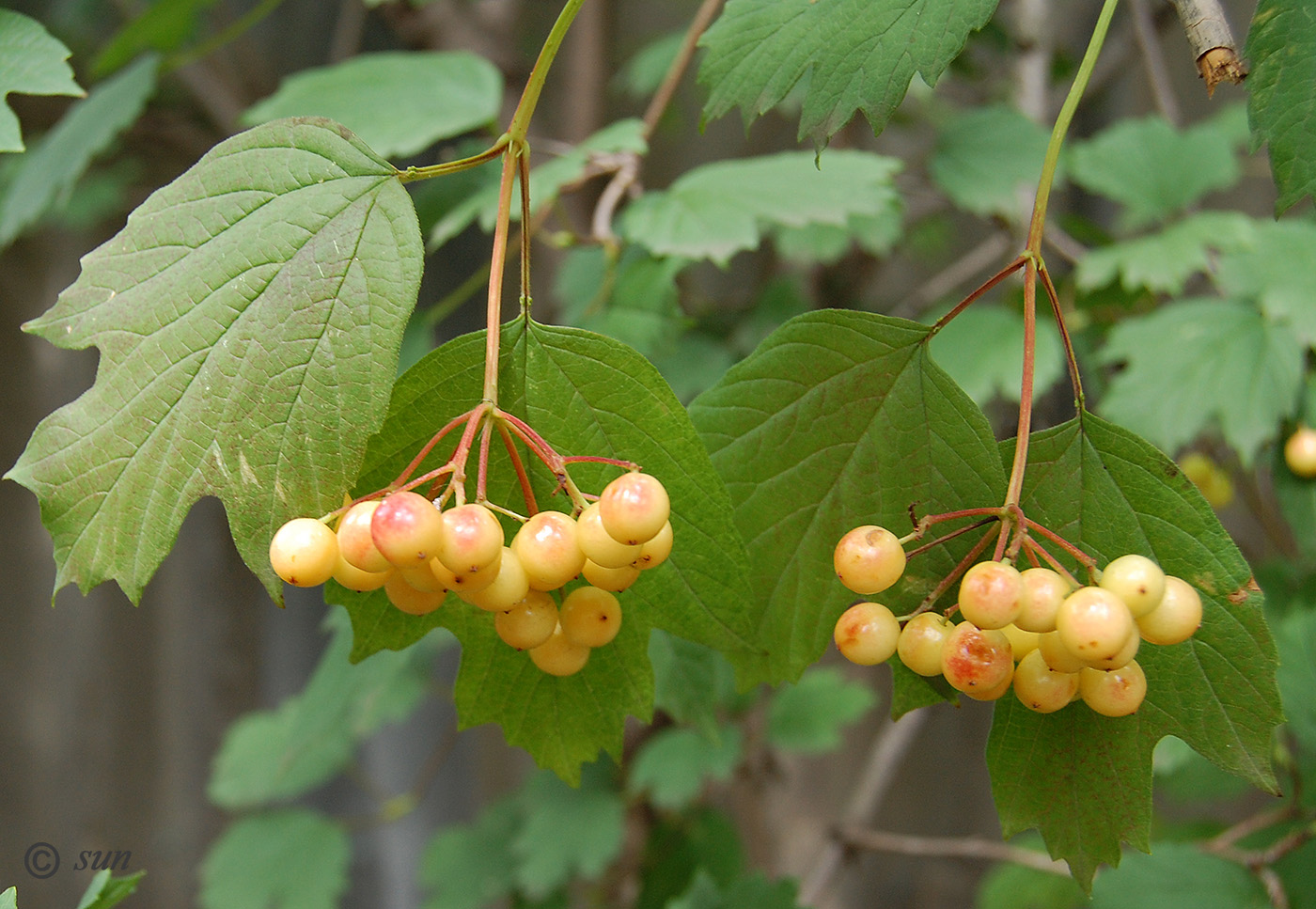 Изображение особи Viburnum opulus.