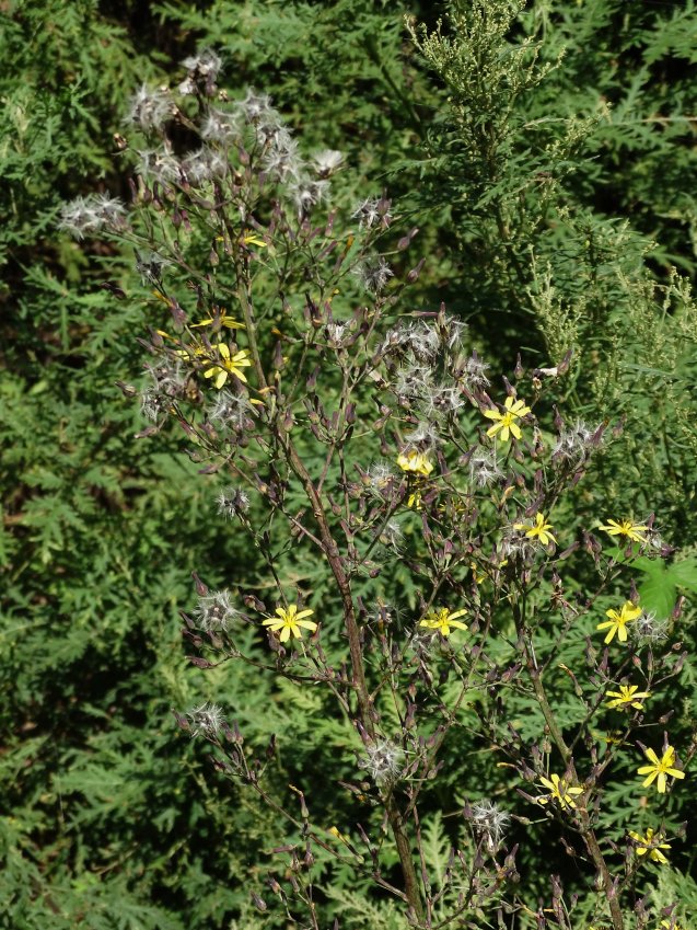 Image of Lactuca raddeana specimen.