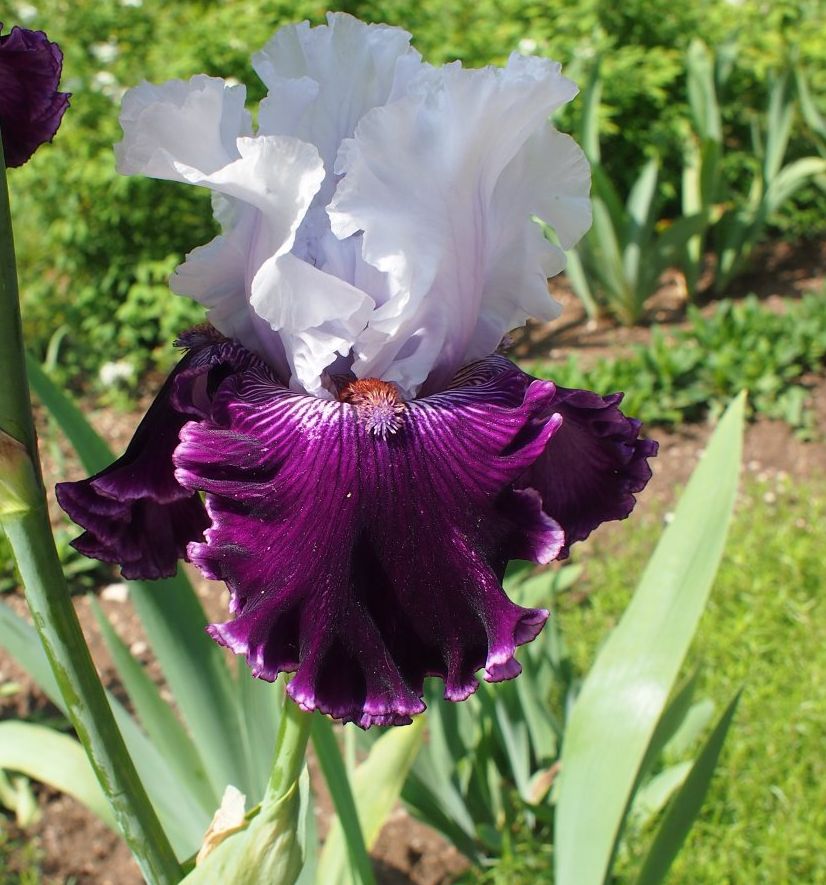 Изображение особи Iris &times; hybrida.