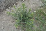 Cirsium serrulatum