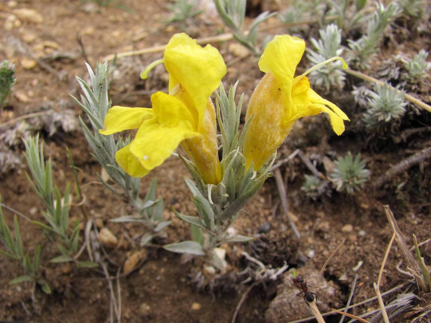 Image of Cymbaria daurica specimen.