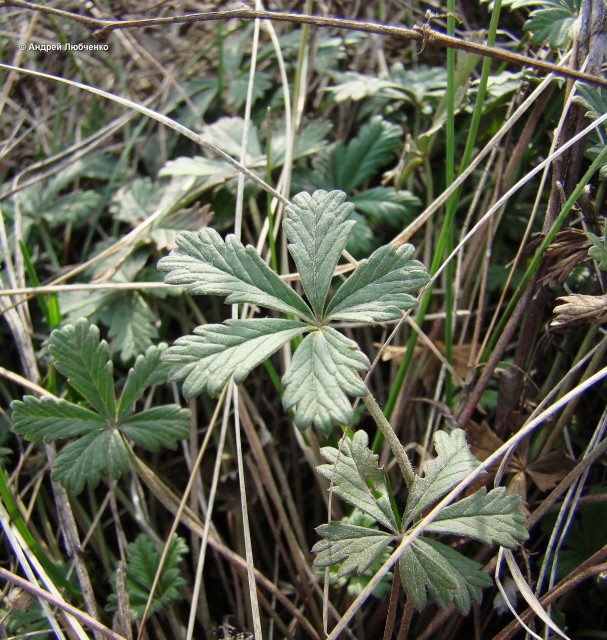 Image of Potentilla argentea specimen.