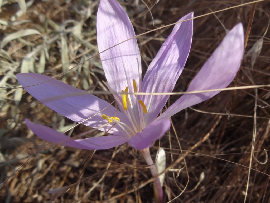 Изображение особи Colchicum laetum.