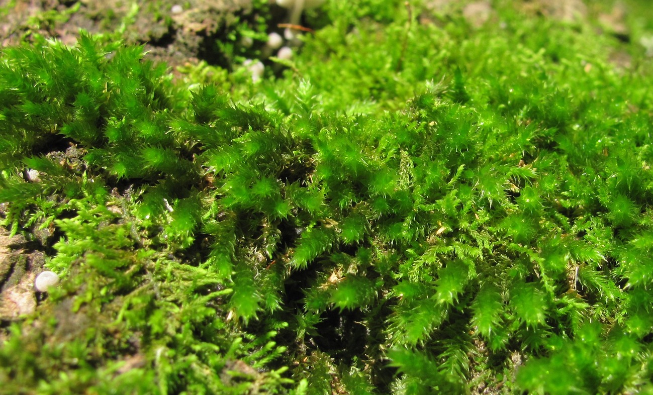 Image of ordo Hypnales specimen.