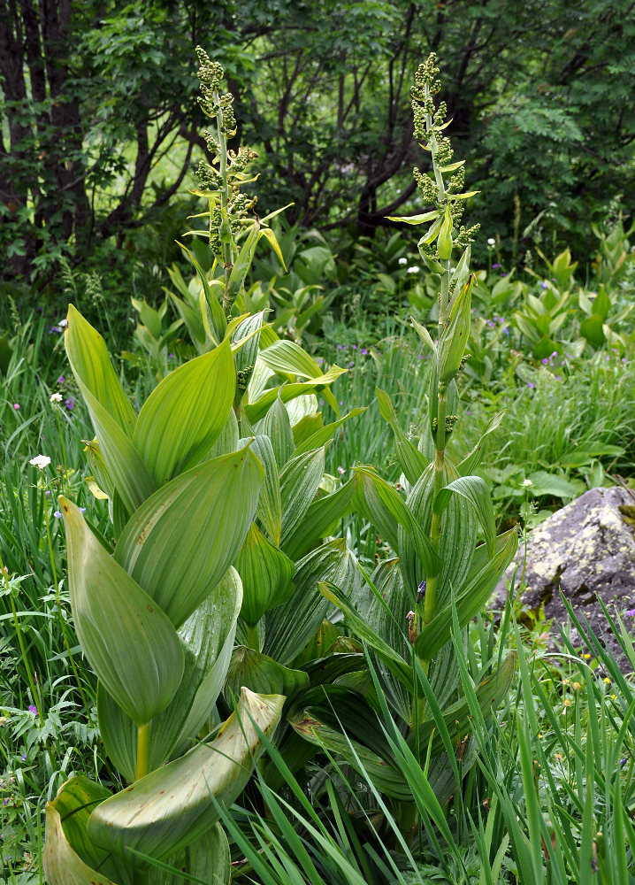 Изображение особи Veratrum lobelianum.