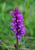 Dactylorhiza euxina. Соцветие. Кабардино-Балкария, Эльбрусский р-н, гора Чегет, ≈ 2300 м н.у.м., субальпийский луг. 11.07.2016.