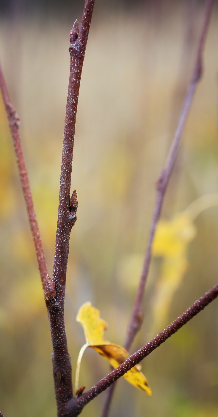 Image of Betula pendula specimen.