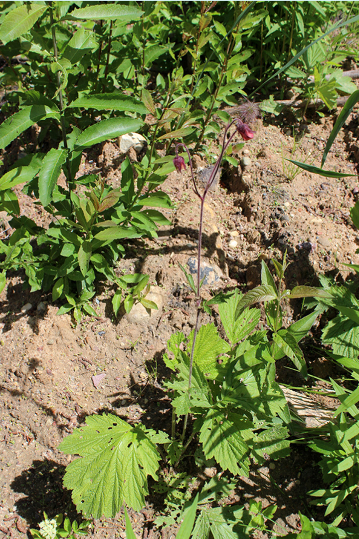 Image of Geum rivale specimen.