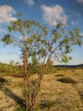 Salix sajanensis. Вегетирующее растение. Красноярский край, Ермаковский р-н, парк \"Ергаки\", Западный Саян, водораздел р. Ус и р. Амыл, пенеплен, тундра. 23.08.2013.