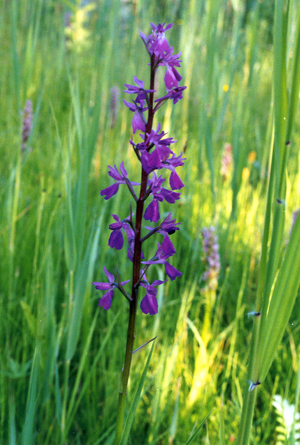 Изображение особи Anacamptis laxiflora ssp. elegans.