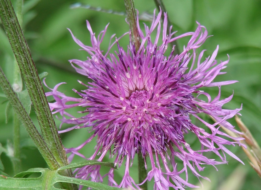 Image of Centaurea scabiosa specimen.