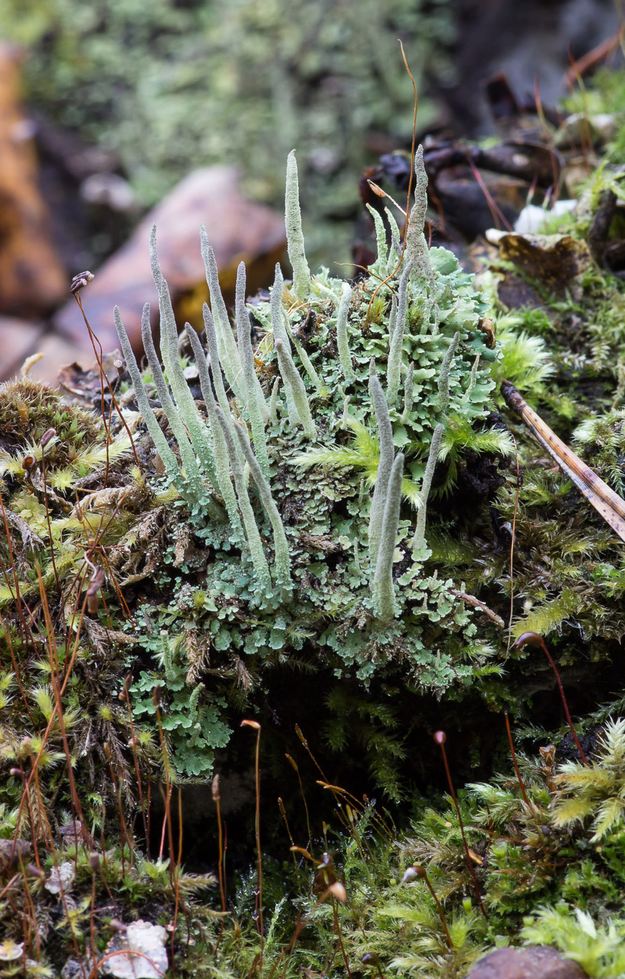 Изображение особи Cladonia coniocraea.