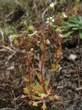 Saxifraga tridactylites. Цветущие растения. Нидерланды, провинция Friesland, остров Schiermonnikoog, территория кемпинга, участок с нарушенным травяным покровом. 1 мая 2010 г.