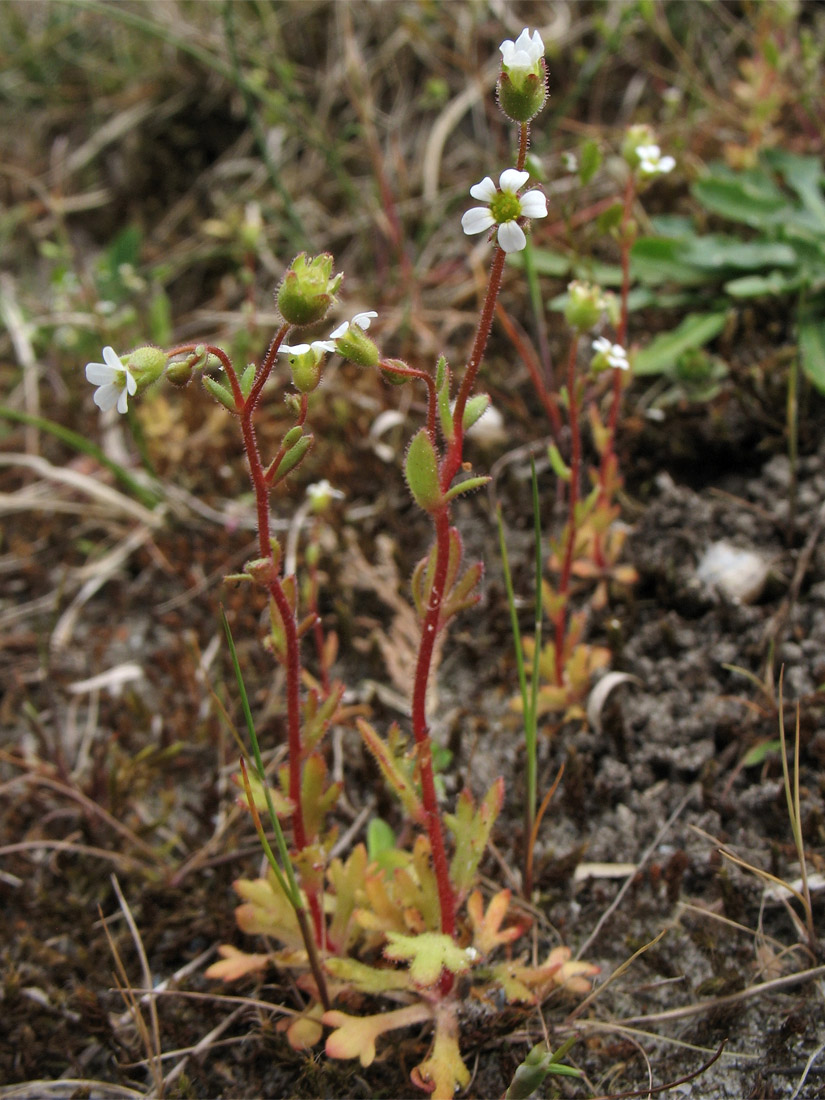 Изображение особи Saxifraga tridactylites.