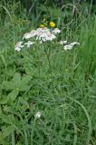 Achillea ledebourii. Цветущее растение. Казахстан, Восточно-Казахстанская обл., окр. г. Риддер, опушка смешанного леса. 12.06.2015.