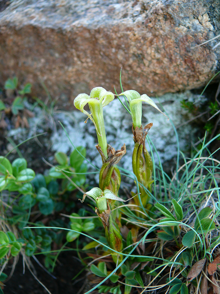 Изображение особи Gentiana grandiflora.