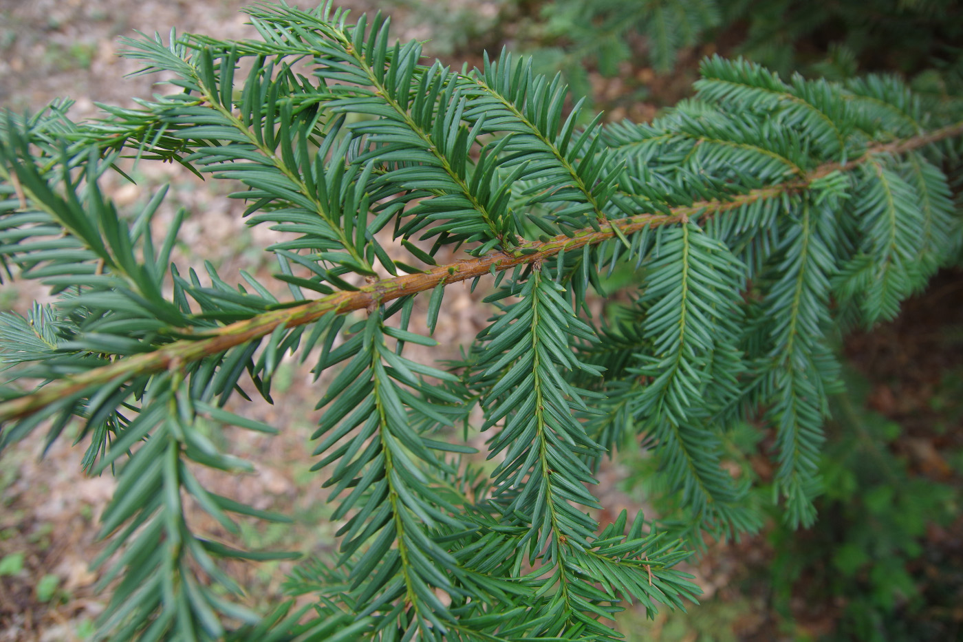 Image of genus Taxus specimen.