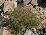 Fagonia laevis