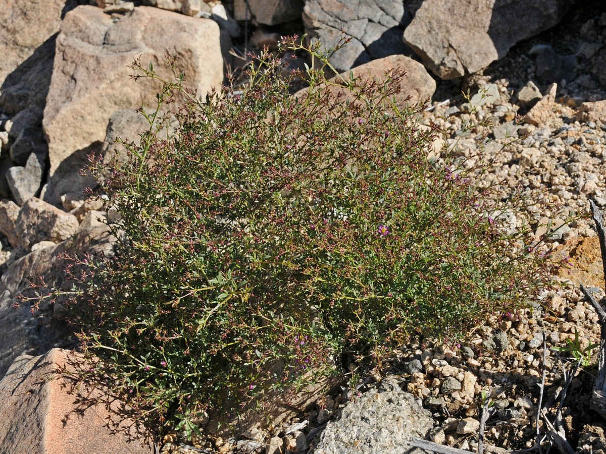 Image of Fagonia laevis specimen.