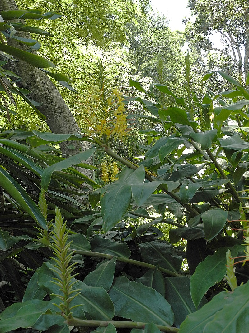 Изображение особи Hedychium gardnerianum.