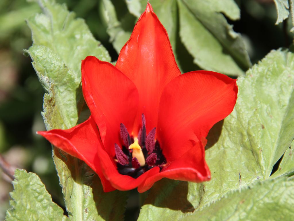 Image of Tulipa fosteriana specimen.