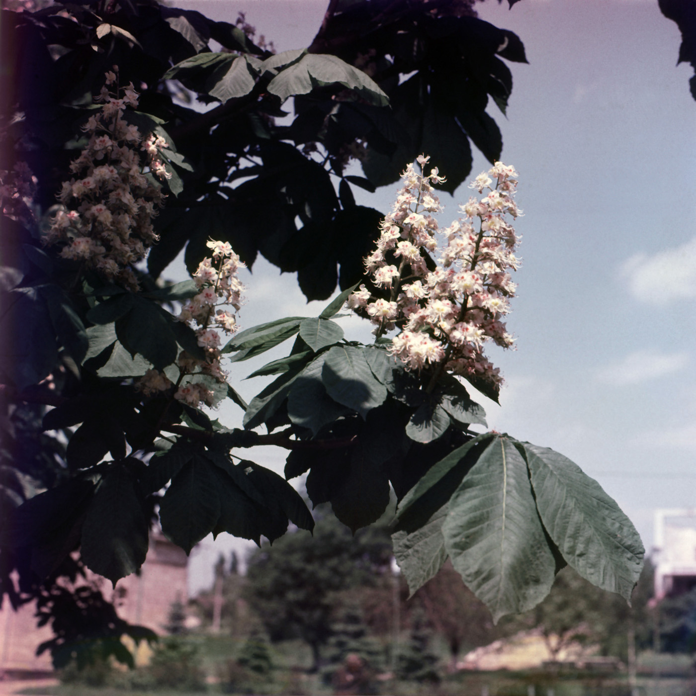 Image of Aesculus hippocastanum specimen.