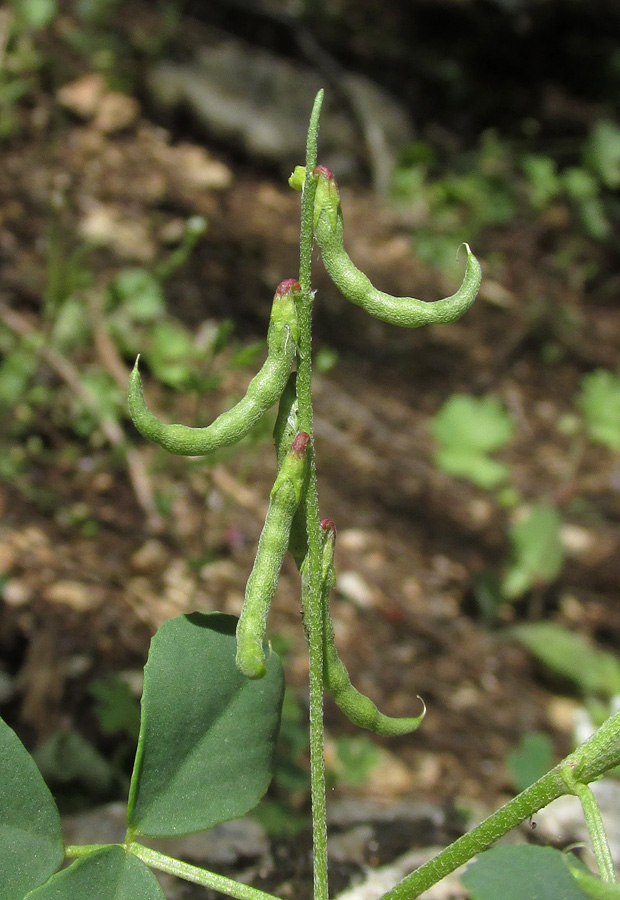 Image of Trigonella strangulata specimen.