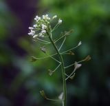 Capsella bursa-pastoris. Верхушки цветущего растения с завязавшимися плодами. Пермский край, г. Пермь, Кировский р-н, травянистый газон. 03.06.2017.