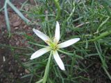 Peganum harmala