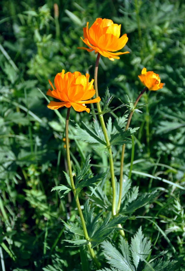 Image of Trollius asiaticus specimen.