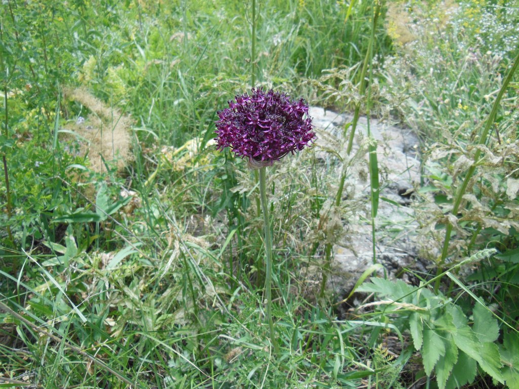 Изображение особи Allium mariae.