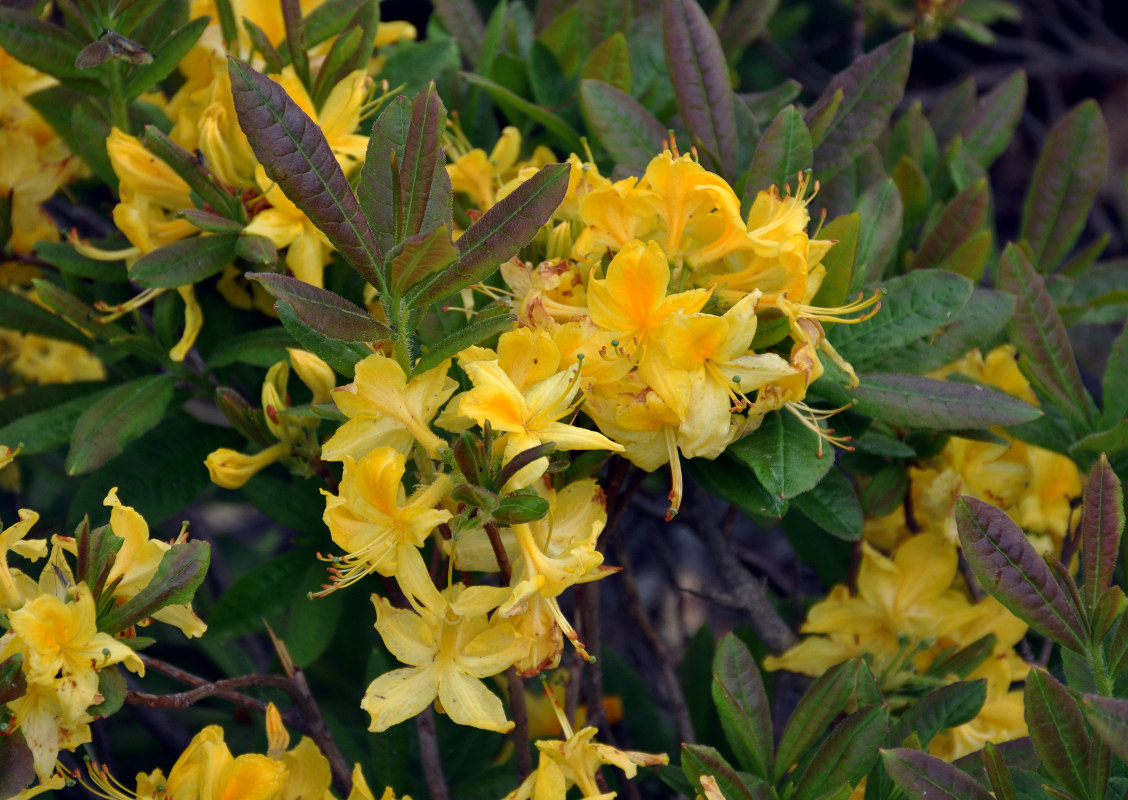 Image of Rhododendron luteum specimen.