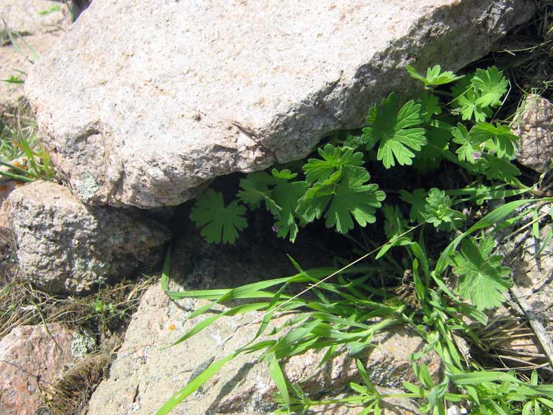 Изображение особи Geranium pusillum.