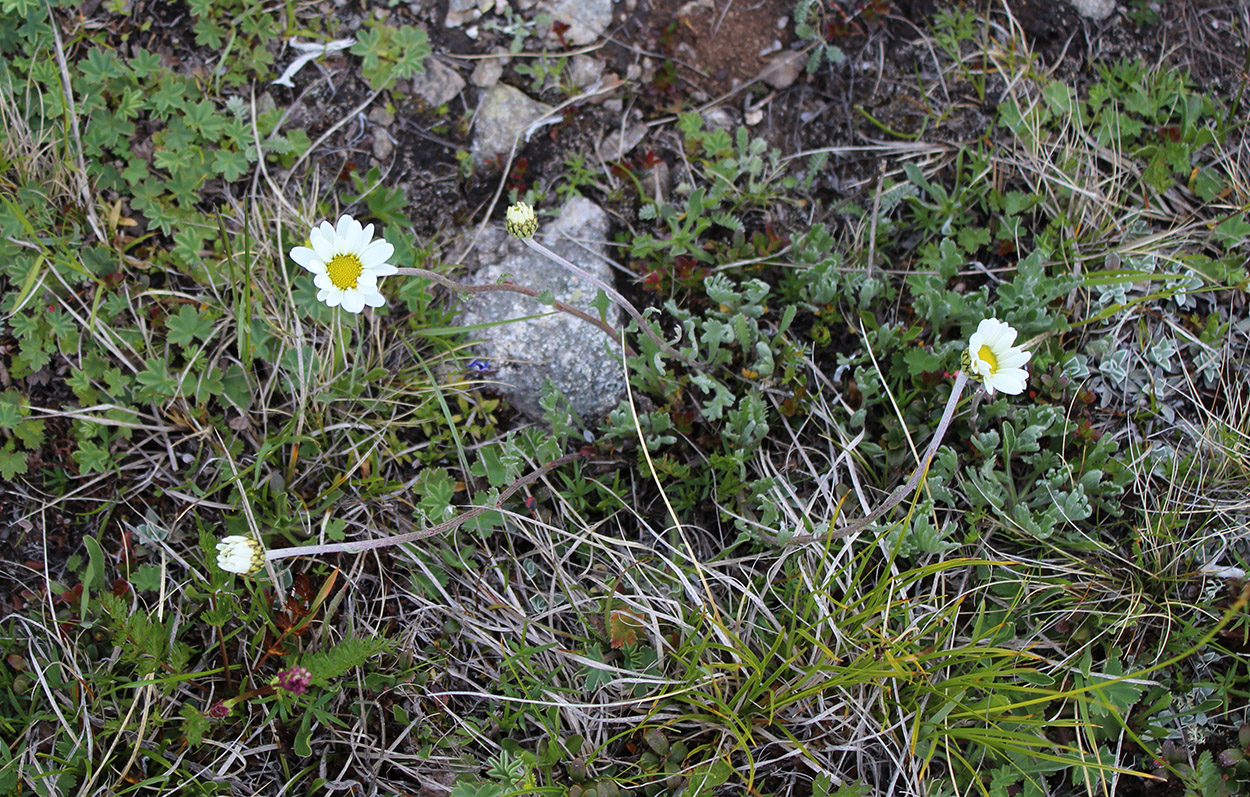 Изображение особи Anthemis saportana.