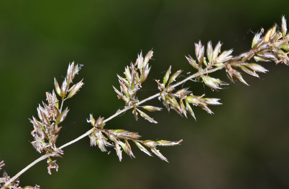 Изображение особи Koeleria tokiensis.