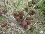 Allocasuarina emuina