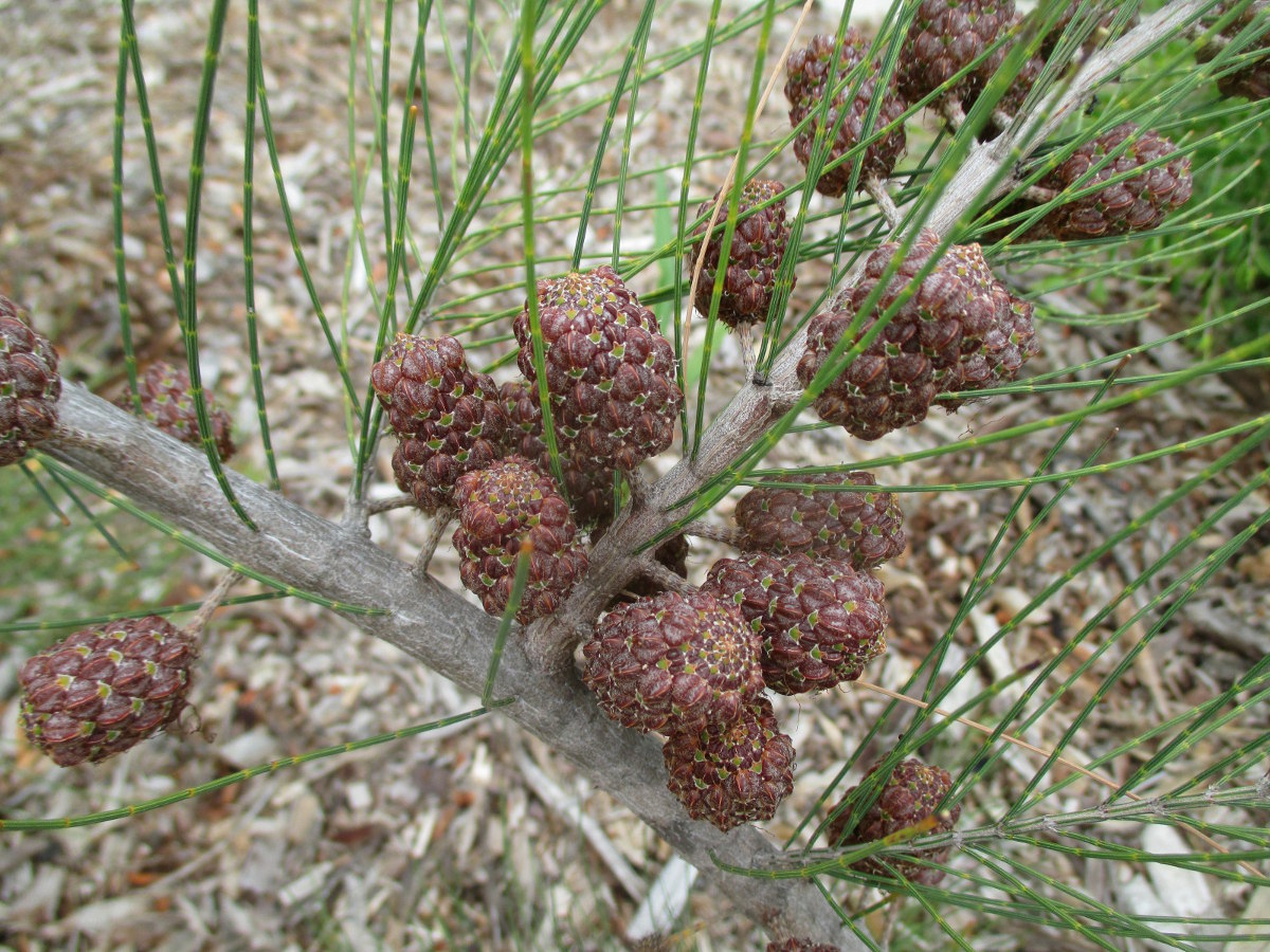 Изображение особи Allocasuarina emuina.