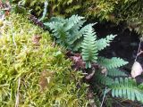 Polypodium sibiricum