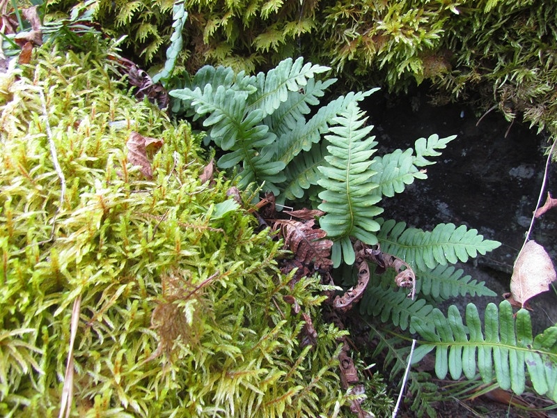 Изображение особи Polypodium sibiricum.