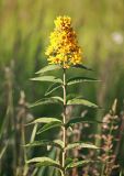 Lysimachia vulgaris