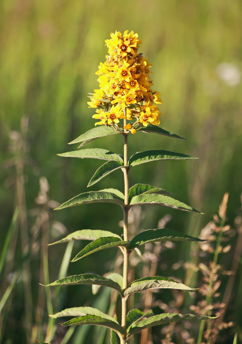 Изображение особи Lysimachia vulgaris.