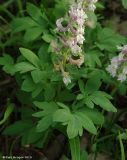 Corydalis marschalliana. Цветущее растение. Дагестан, окр. Махачкалы. 07.04.2010.