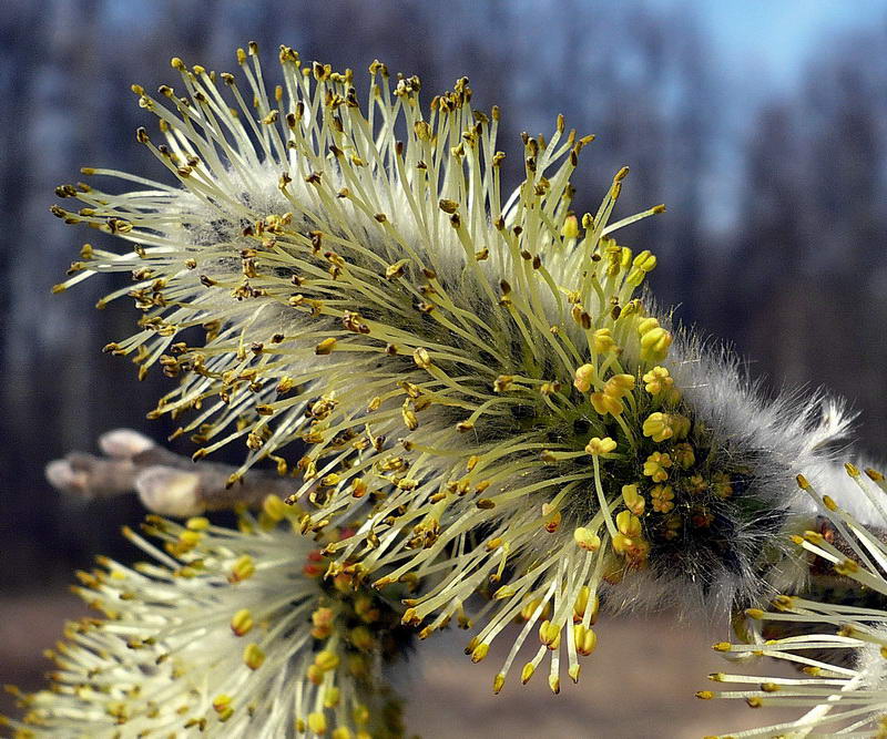 Image of Salix cinerea specimen.