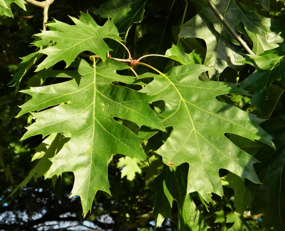 Изображение особи Quercus rubra.